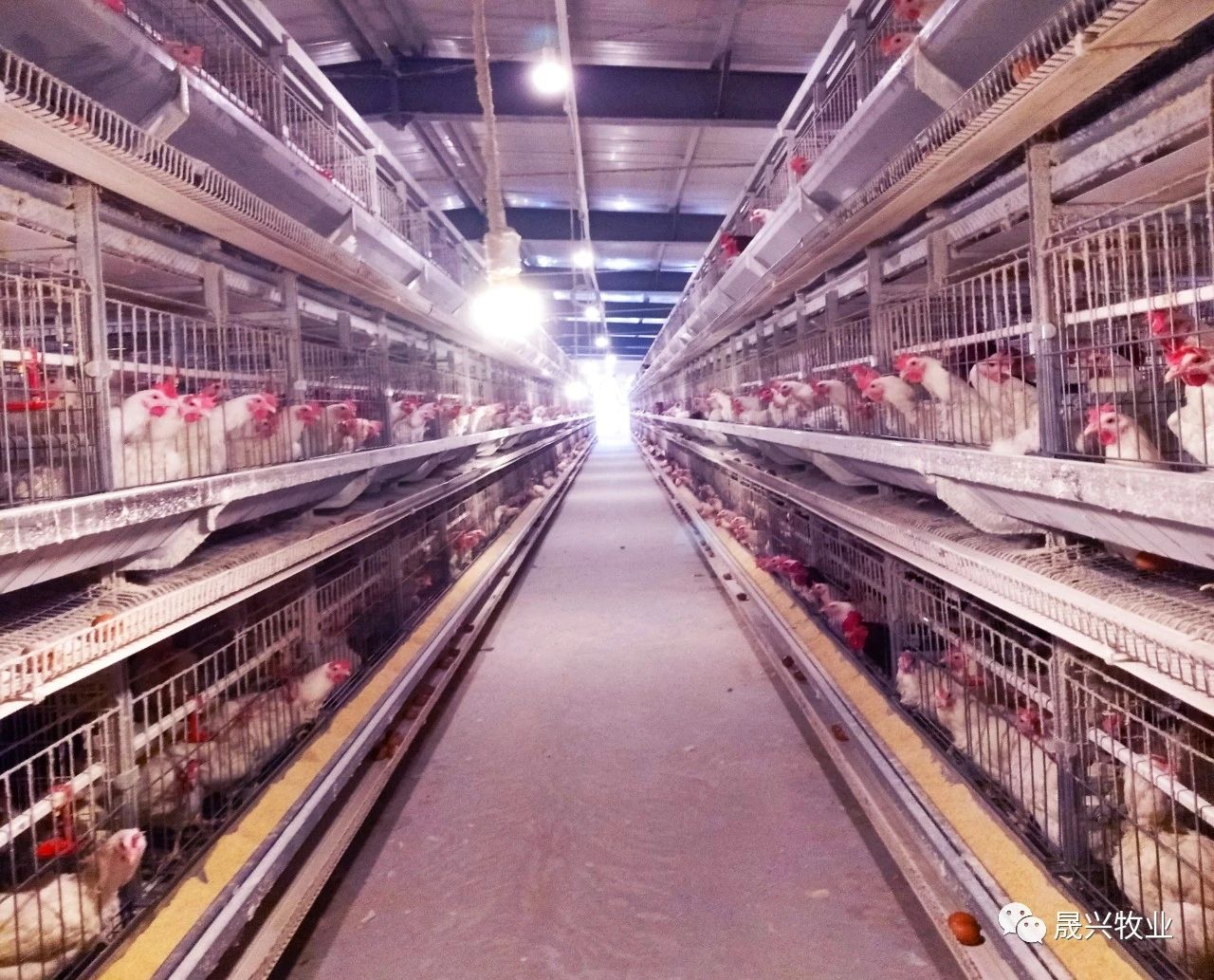 Ñø¼¦×°±¸ Ñø¼¦×°±¸