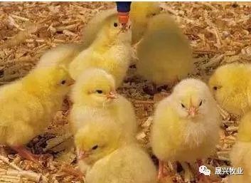 µ°¼¦ÑøÖ³×°±¸ µ°¼¦ÑøÖ³×°±¸